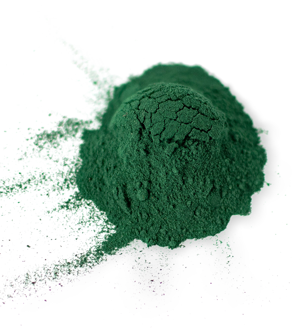 Chlorella